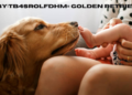baby:tb4srolfdhm= golden retriever