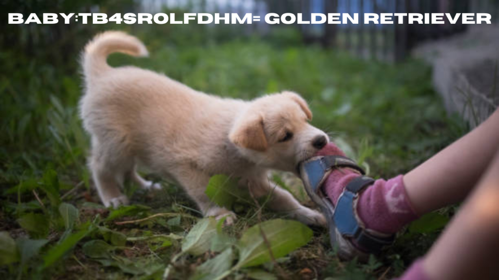 baby:tb4srolfdhm= golden retriever